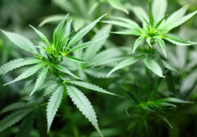Formalizan la promulgación de la ley de Cannabis Medicinal y Cáñamo Industrial: de qué se trata
