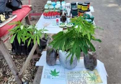 Lo detienen en Varela por tener un “puestito” con aceite de cannabis y plantas de marihuana